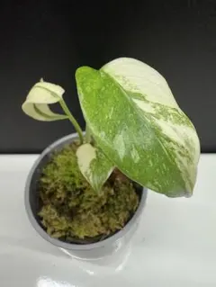 2026年最新】モンステラ クリームブリュレの人気アイテム - メルカリ