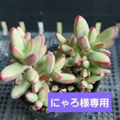 にゃろ☆プロフ読んでね☆様 リクエスト 2点 まとめ商品