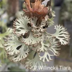 P.Willinckii Tiara 02 - メルカリ