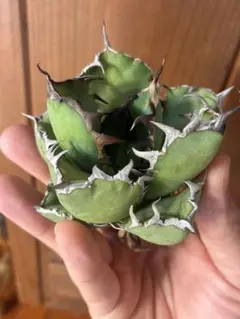 2025年最新】アガベ の人気アイテム - メルカリ