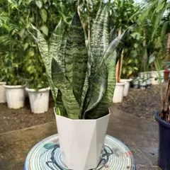 2026年最新】サンセベリアの人気アイテム - メルカリ