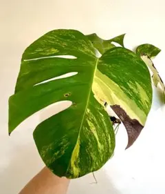 超希少！！！モンステラ・デリシオーサ “ポンポン 超極太茎 しっかり発
