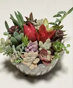 多肉植物　寄せ植え用　カット苗 15種類