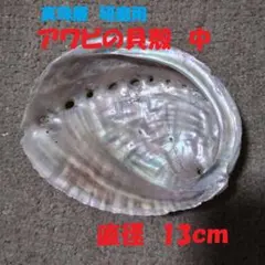 【アワビ貝殻】 アワビ 真珠 真珠層 　アワビ貝　中　磨き　3枚セット