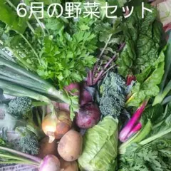 スヌーピーさん様専用