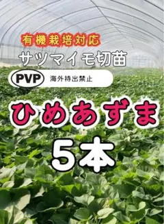 訳あり】サツマイモ切苗 ひめあずま 9本 - メルカリ