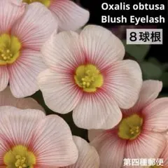 オキザリス　オブツーサ　Blush Eyelash ８球根 秋植えのサムネイル