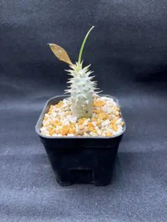 2025年最新】パキポディウム デンシフローラムの人気アイテム - メルカリ