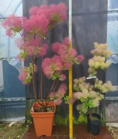 NW1スモークツリー白花接木高さ130cm9号鉢物超大苗マロンホワイト
