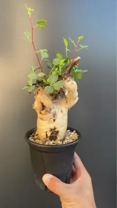 2025年最新】コミフォラ カタフの人気アイテム - メルカリ