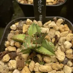 Agave oteroi Oaxaca 子株のサムネイル