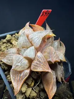 38h 多肉植物 ハオルチア バデイア茜雲錦 自家繁殖 鉢植え発送 - メルカリ