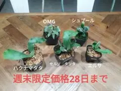 2025年最新】ビカクシダ 胞子 セットの人気アイテム - メルカリ