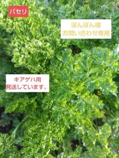 ぽんぽん様♡お問い合わせ専用