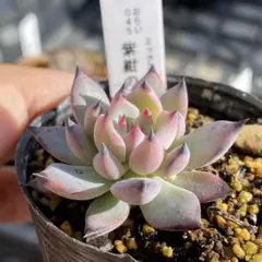 2025年最新】ミックスベリアの人気アイテム - メルカリ