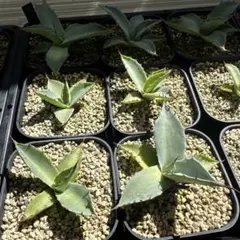 アガベ Agave ハイブリッド パラサナ ネバデンシス チタノタ 台湾