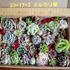 ①七福神　韓国苗　多肉植物詰め合わせセット。カット苗。寄せ植えセット。多肉弁当