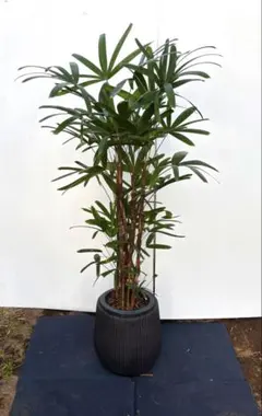 限定価格‼️観音竹 カンノンチク 15 - メルカリ