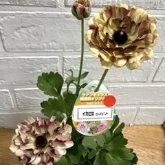 2026年最新】ラナンキュラス イカロスの人気アイテム - メルカリ