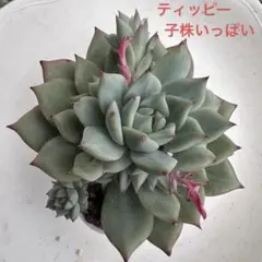 多肉植物 沙羅姫蓮華 - メルカリ