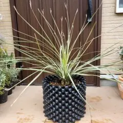 2026年最新】ダシリリオンの人気アイテム - メルカリ