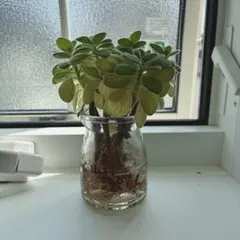 アロマティカス根付き苗3本