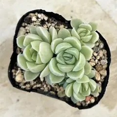 ラブリーローズ錦 抜き苗 多肉植物 エケベリア - メルカリ