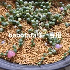 bobofafa様　専用 斑入りグリーンネックレス 5センチ✖︎3本