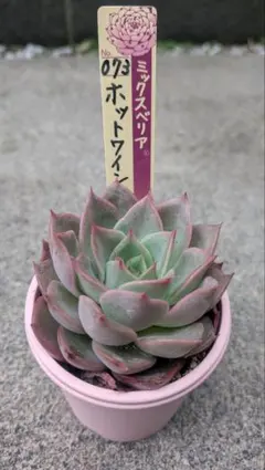 ミックスベリア069 札付き 美紫妃 おらいさん苗 多肉植物 - メルカリ