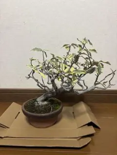 チリメンカズラ 古木 棚も沢山作れて花咲いてます。 - メルカリ