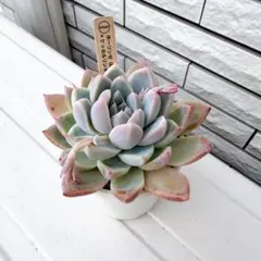 多肉植物 エケベリア リンゼアナxホリコロ オーズさん苗 札付き - メルカリ