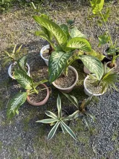 観葉植物セット　13点　一気にたくさん手に入る大チャンス！