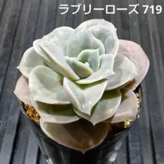 多肉植物 ラブリーローズ 抜き苗 - メルカリ