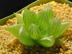 多肉植物　ハオルチア ブルーロータス　1696