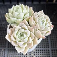 多肉植物　ヒューミリス　抜き苗　セット　3