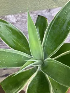 2025年最新】アテナータ レイオブライトの人気アイテム - メルカリ