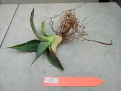 りこぴん様 リクエスト 6点 まとめ商品