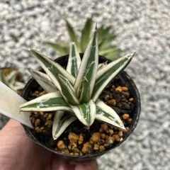 アガベ 氷山 Agave victoriae-reginae 鉢植え - メルカリ