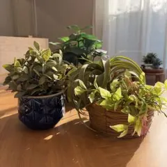 グリーン 造花 植木 3点セット