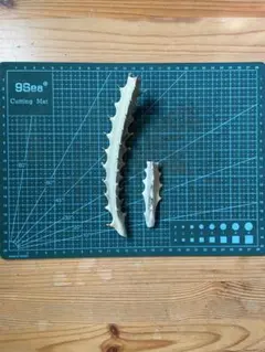 ホワイトゴースト抜き苗 24本まとめ売り ホワイトゴースト抜き苗 24本まとめ売り まとめ売り ホワイト