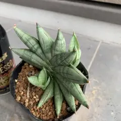 Sansevieria Nirin 子株3株付きのサムネイル