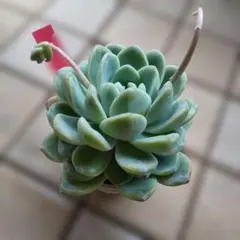 札付き 子株付✡️ずっしり017雲の花✡️ミックスベリア 多肉 抜苗 おらいさん