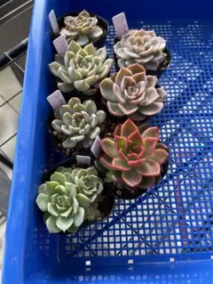 実生苗セット➁　エケベリア　多肉植物　実生苗 レア多肉植物10点アソートセット 2.5号【国内実生苗】の通販