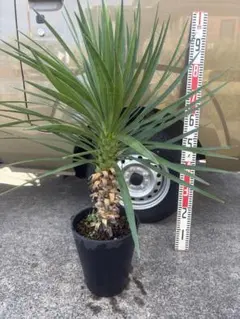 引き取り限定】ユッカ アロイフォリア バリエガータ - メルカリ