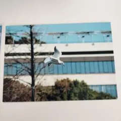 【即購入可能】L版ユリカモメの写真