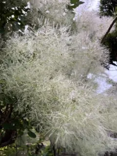 スモークツリー 切り花 枝物 80サイズの箱にたっぷりと - メルカリ