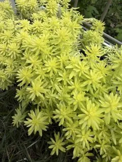 多肉植物 セダム 斑入りミモザ 20カット - メルカリ