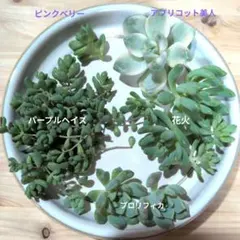 【多肉植物】花火、アプリコット美人、パープルヘイズ、ピンクベリー、プロリフィカ