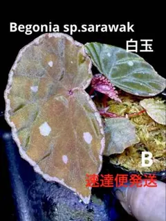 Begonia sp.Kanowit ベゴニア カノウィット❣️原種ベゴニア - メルカリ