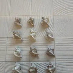 レア　貝殻 12個セット ➕おまけ貝